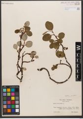 Foto von Salix reticulata L.
